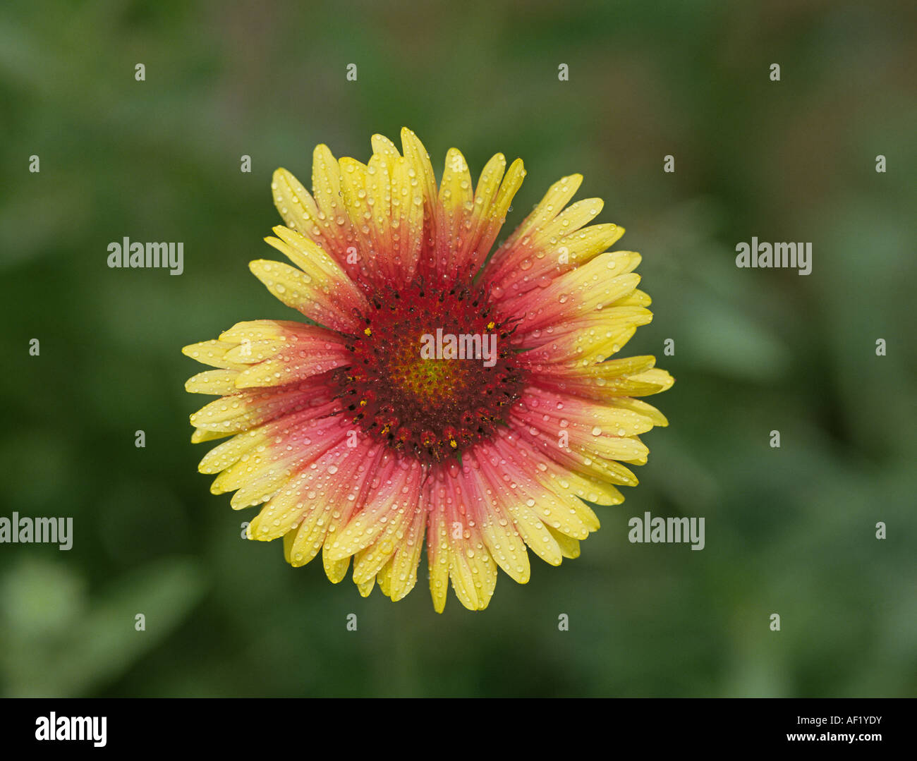 Detail of a blanketflower or Indian Blanket also called a firewheel in the Texas Hill Country in spring Stock Photo
