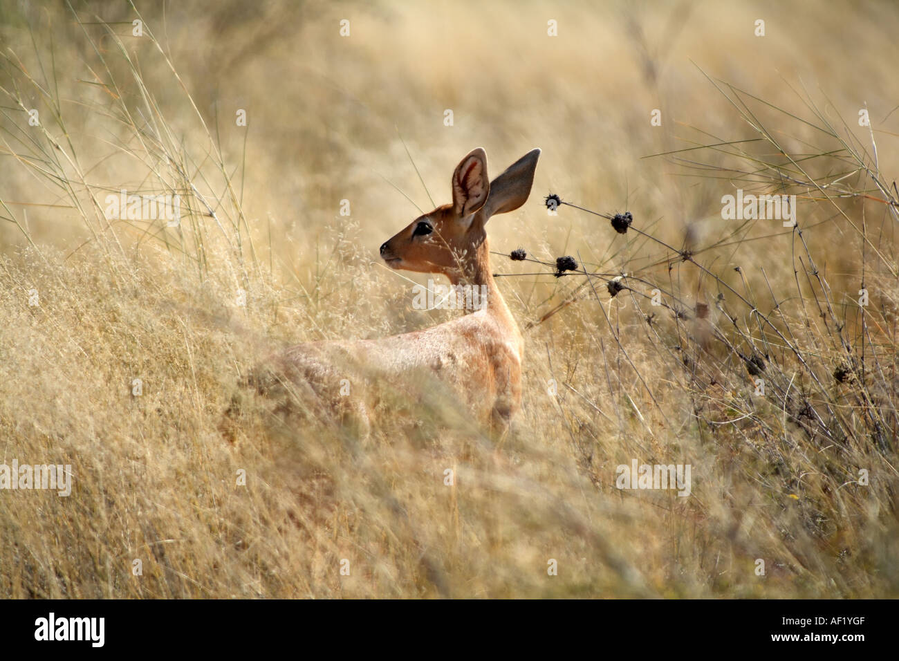 Young Steenbok a deer like animal in the savanna. Kalahari South Africa RSA Stock Photo