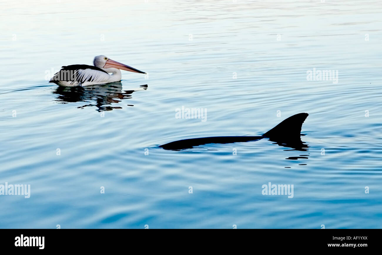 A Dolphin and A Pelican in Monkey Mia, Western Australia Stock Photo