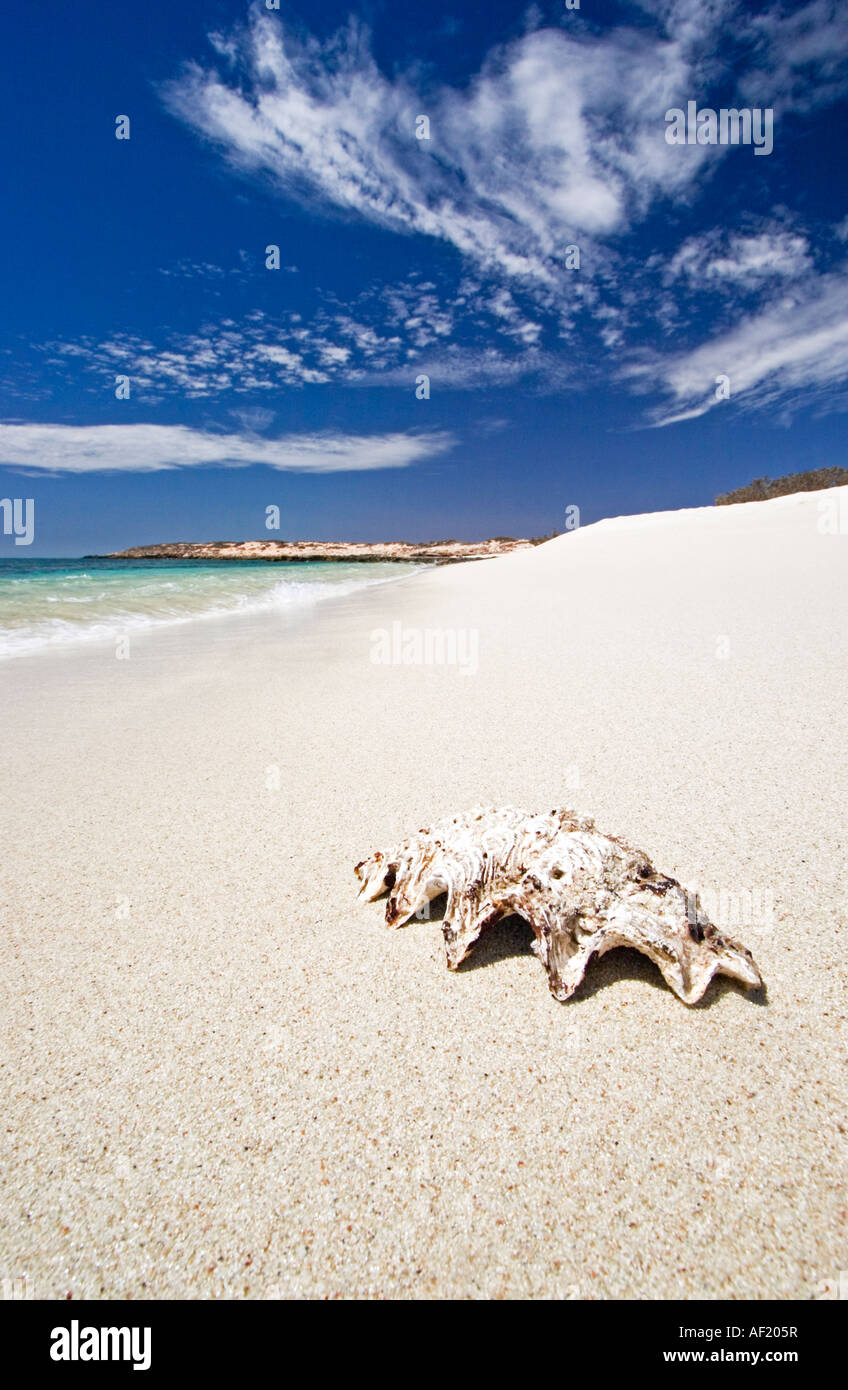 A Lonely Shell on the Beach Stock Photo - Alamy