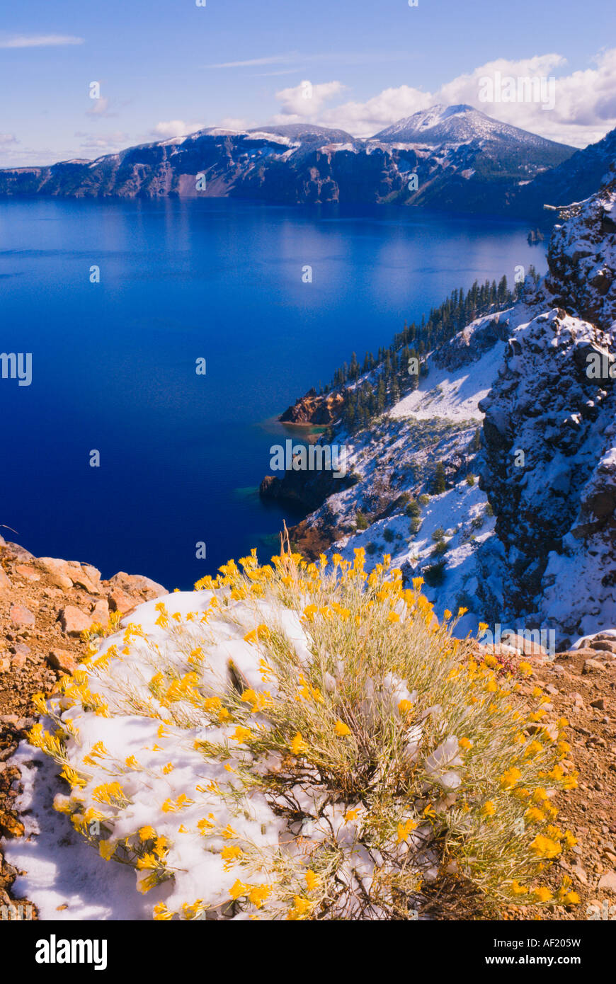 Rabbit Brush Chrysothamnus nauseosus and Crater Lake in winter Deepest lake in the US Crater Lake National Park Oregon Stock Photo