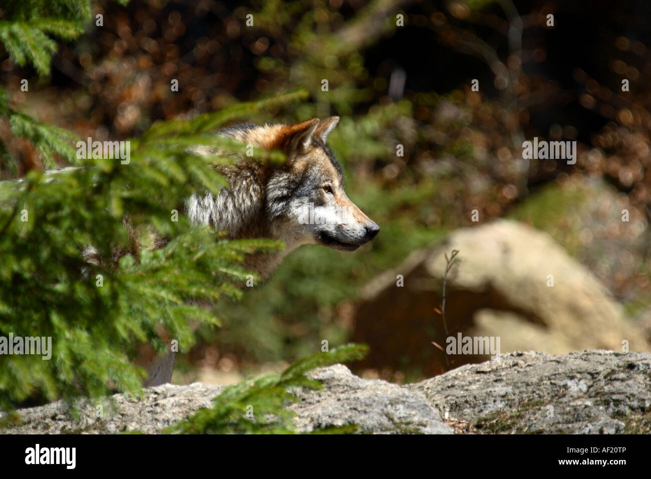 Wolf behind a tree Stock Photo: 13804965 - Alamy