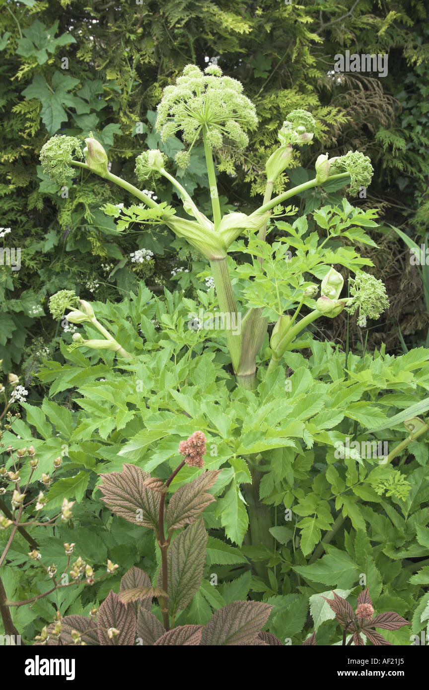 Common angelica angelica sylvestris Growing as a decorative garden