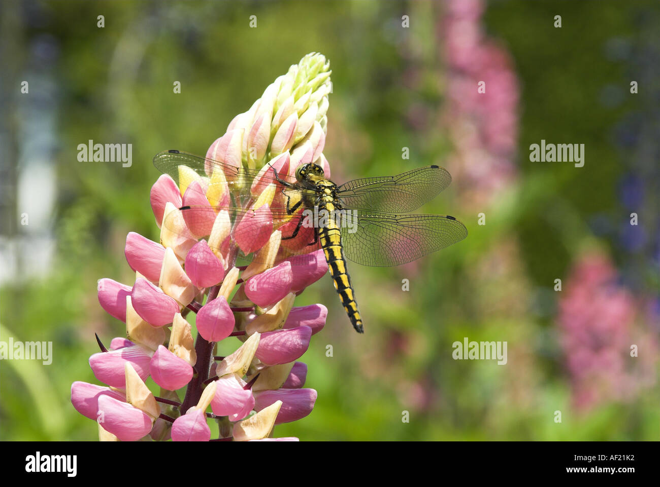 Dragonfly Black Tailed Skimmer orthetrum cancellatum female perched on garden lupin Norfolk UK June Stock Photo