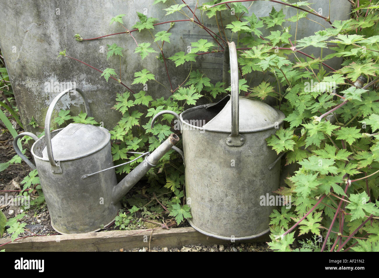 Two Traditional rustic galvanised watering cans by old water butt Stock