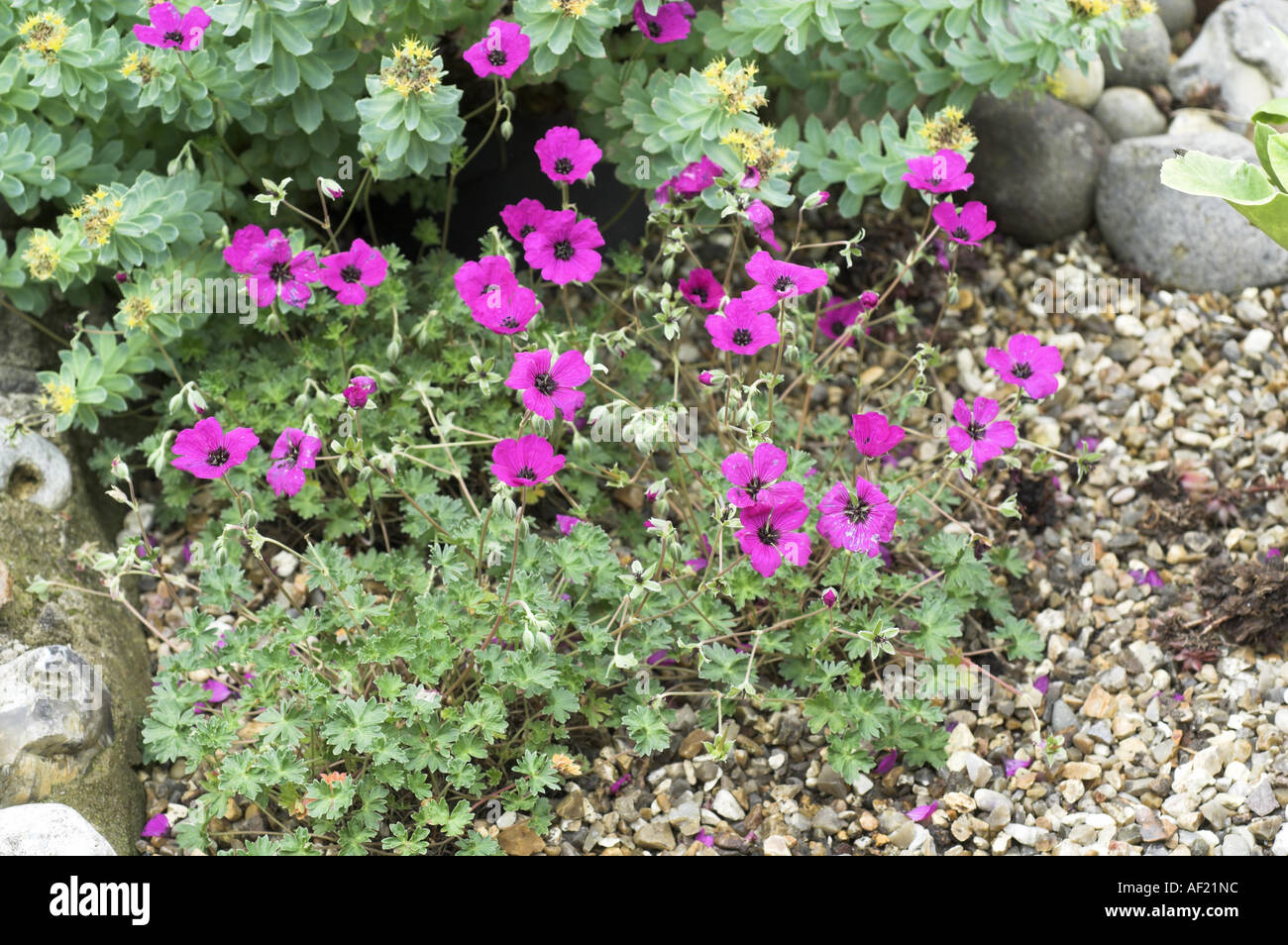Geranium cinereum subcrubesens growing in garden rockery Norfolk UK Stock Photo