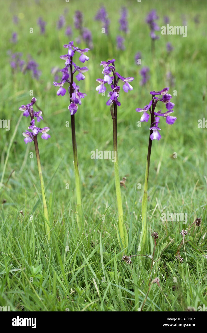 Green Winged Orchids anacamptis morio group growing on old unimproved grassland Norfolk UK May Stock Photo