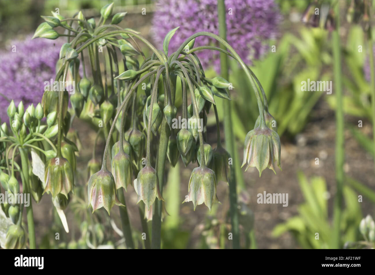 Decorative allium cernuum member of onion family grown for flower umbel