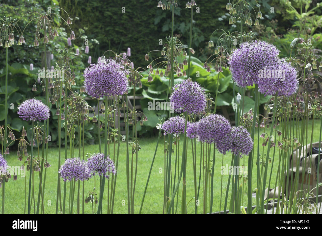 Decorative alliums caeruleum and ceruum members of onion family grown