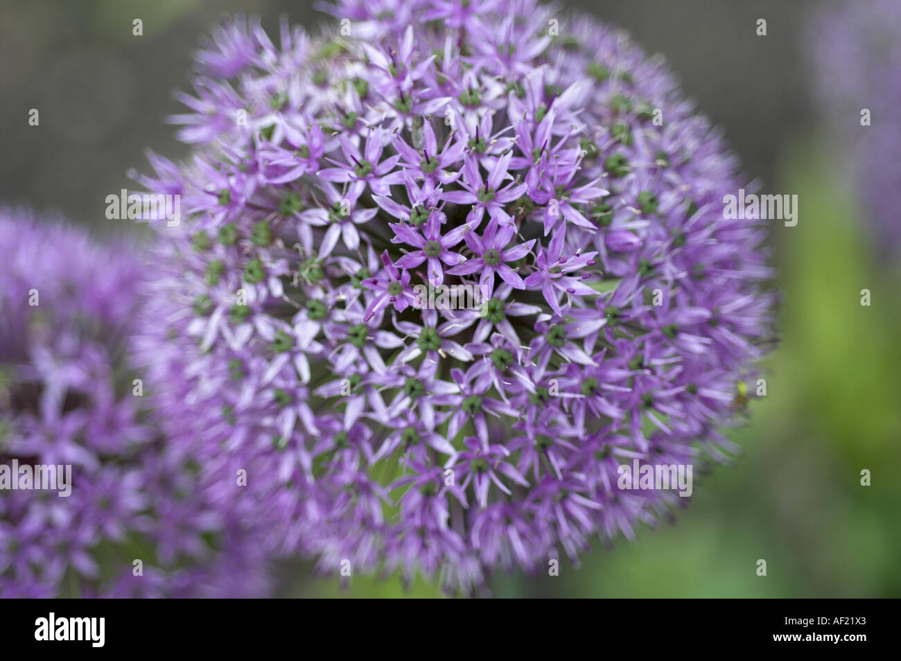 Decorative allium caeruleum member of onion family grown for flower umbel Norfrolk UK June Stock Photo