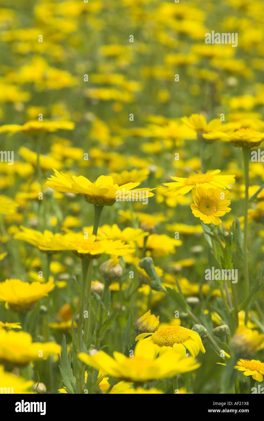 Corn Marigolds in wildflower meadow Norfolk UK June Stock Photo