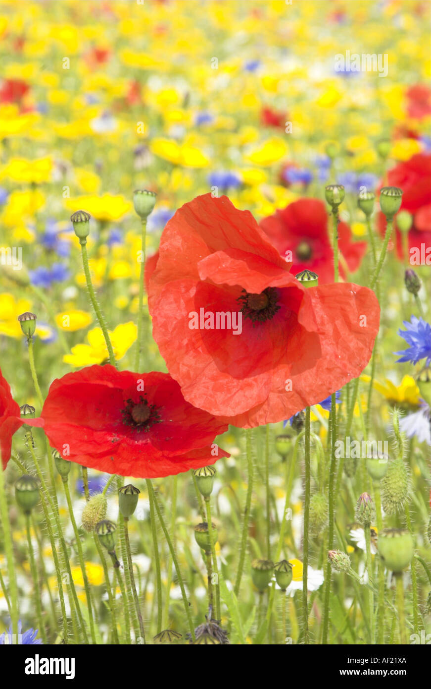 Poppies in summer meadow hi-res stock photography and images - Alamy