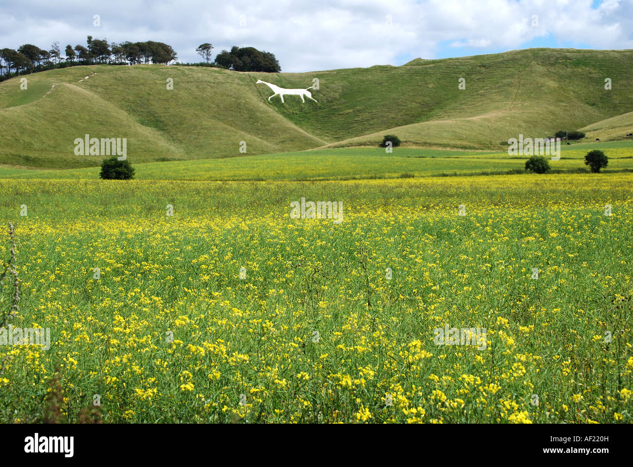 The Cherhill White Horse from meadows, Cherhill, Wiltshire, England, United Kingdom Stock Photo