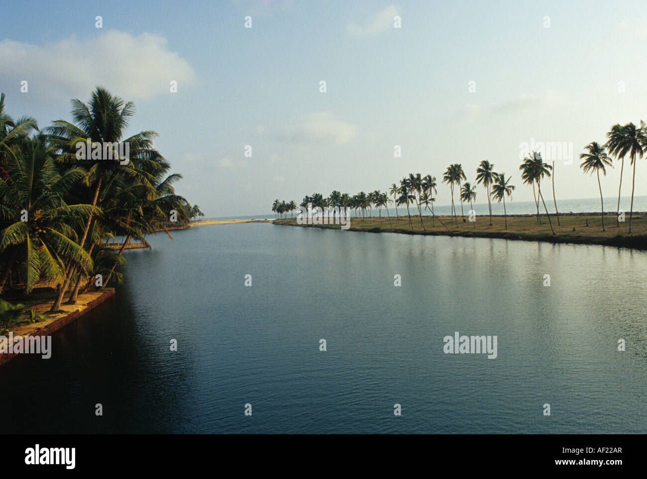 India palm trees hi-res stock photography and images - Alamy
