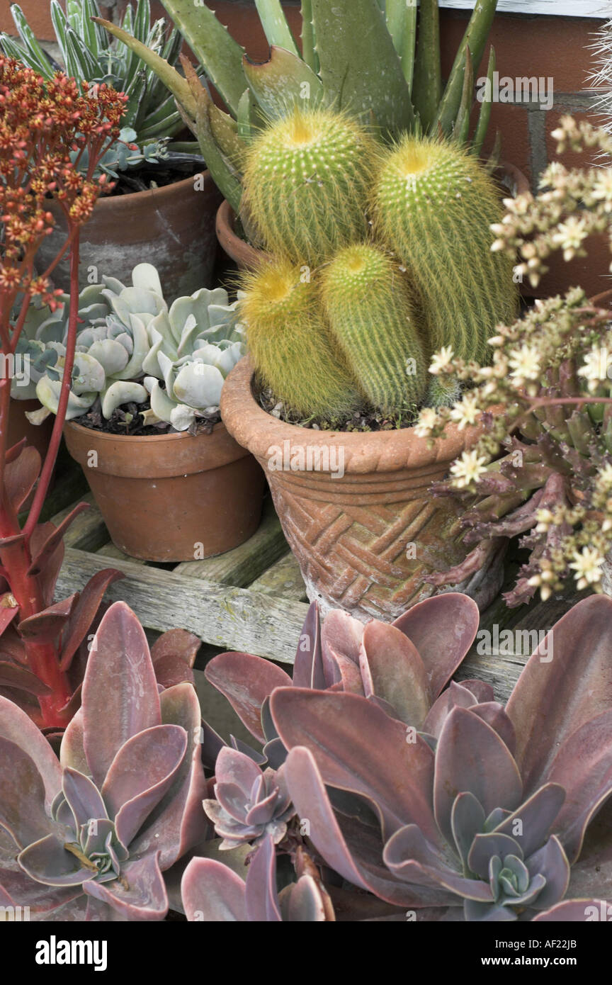 collection of pots with succulents and cacti on tiered display UK June