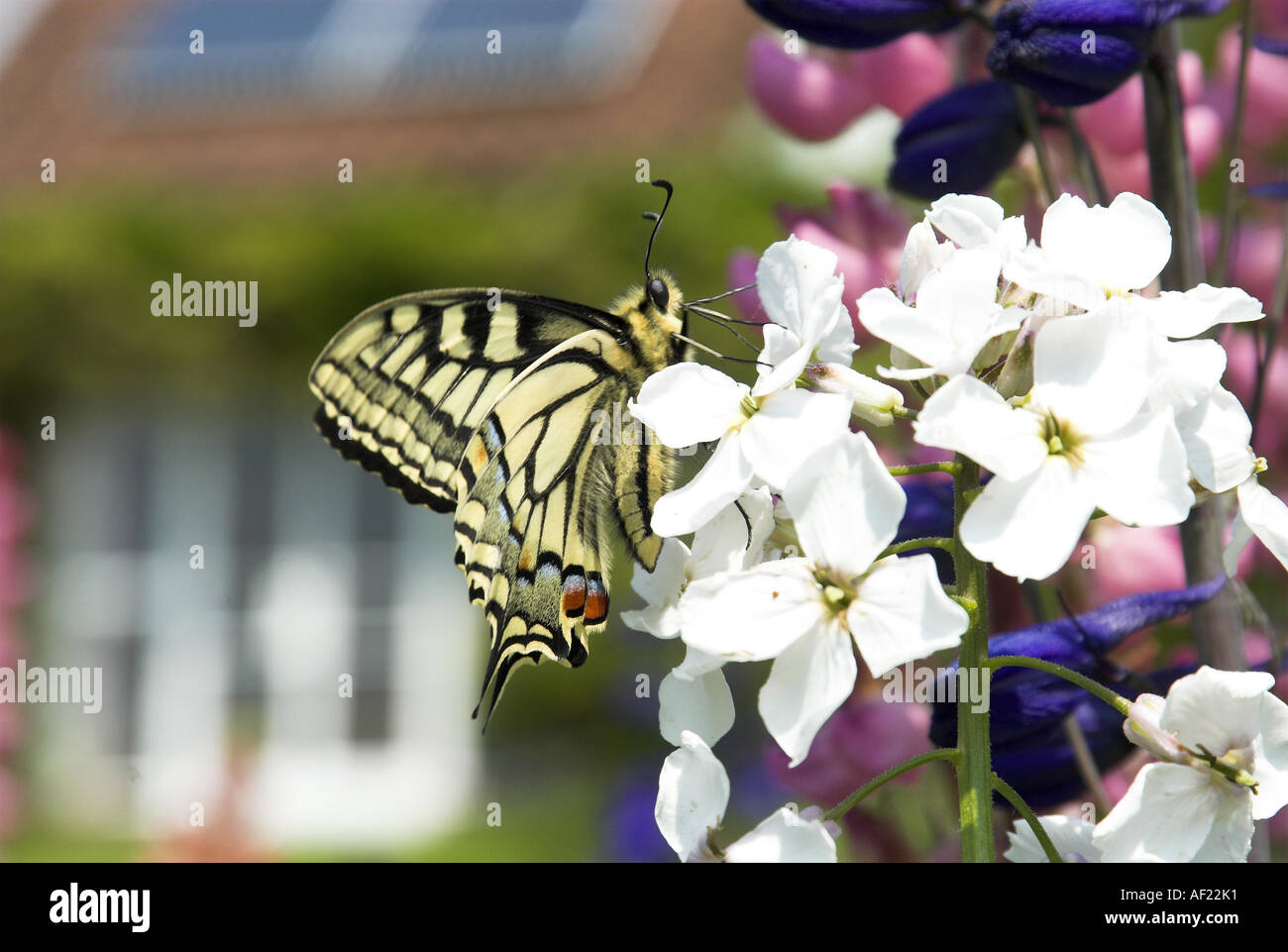 Swallowtail Butterfly papilio machaon ssp britannicus feeding on Dame s violet hesperis matronalis Norfolk UK June Stock Photo