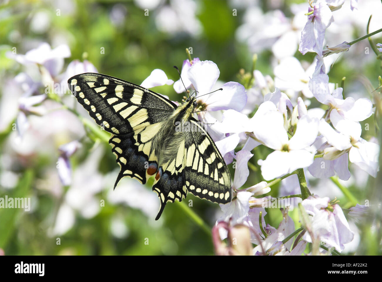Swallowtail Butterfly papilio machaon ssp britannicus feeding on Dame s violet hesperis matronalis Norfolk UK June Stock Photo