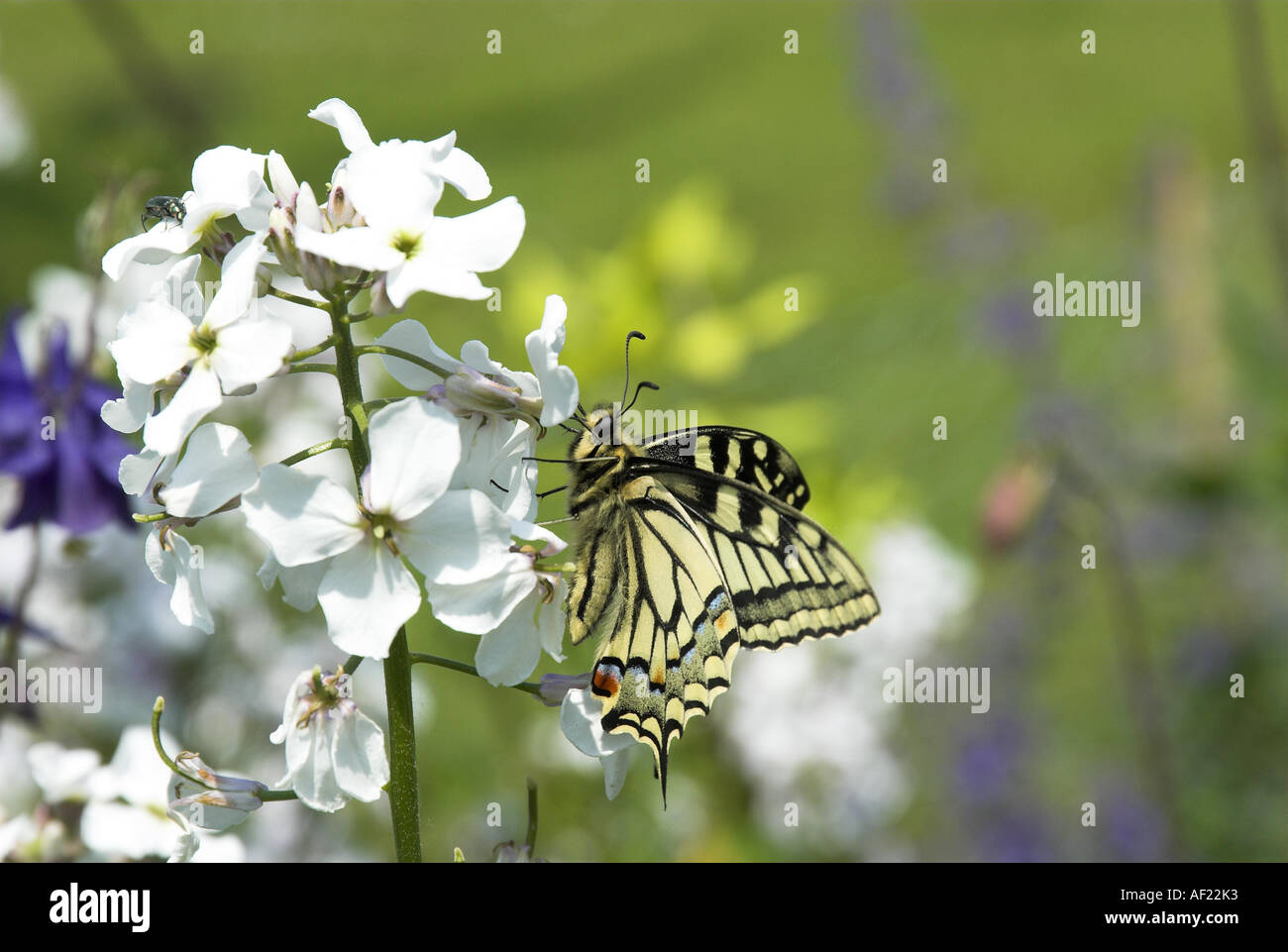 Swallowtail Butterfly papilio machaon ssp britannicus feeding on Dame s violet hesperis matronalis Norfolk UK June Stock Photo
