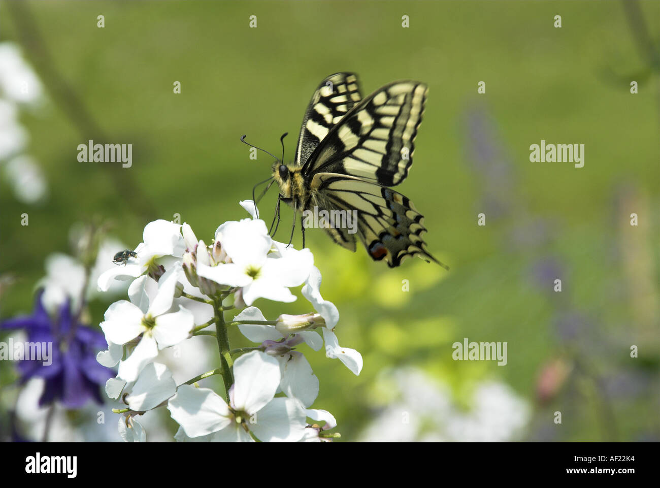 Swallowtail Butterfly papilio machaon ssp britannicus feeding on Dame s violet hesperis matronalis Norfolk UK June Stock Photo