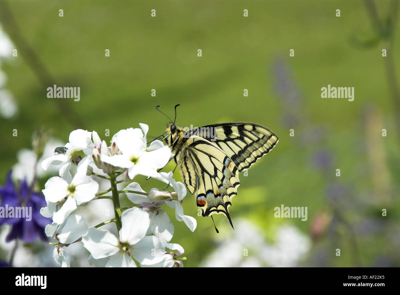 Garden Butterfly, garden wildlife, Stock Photo