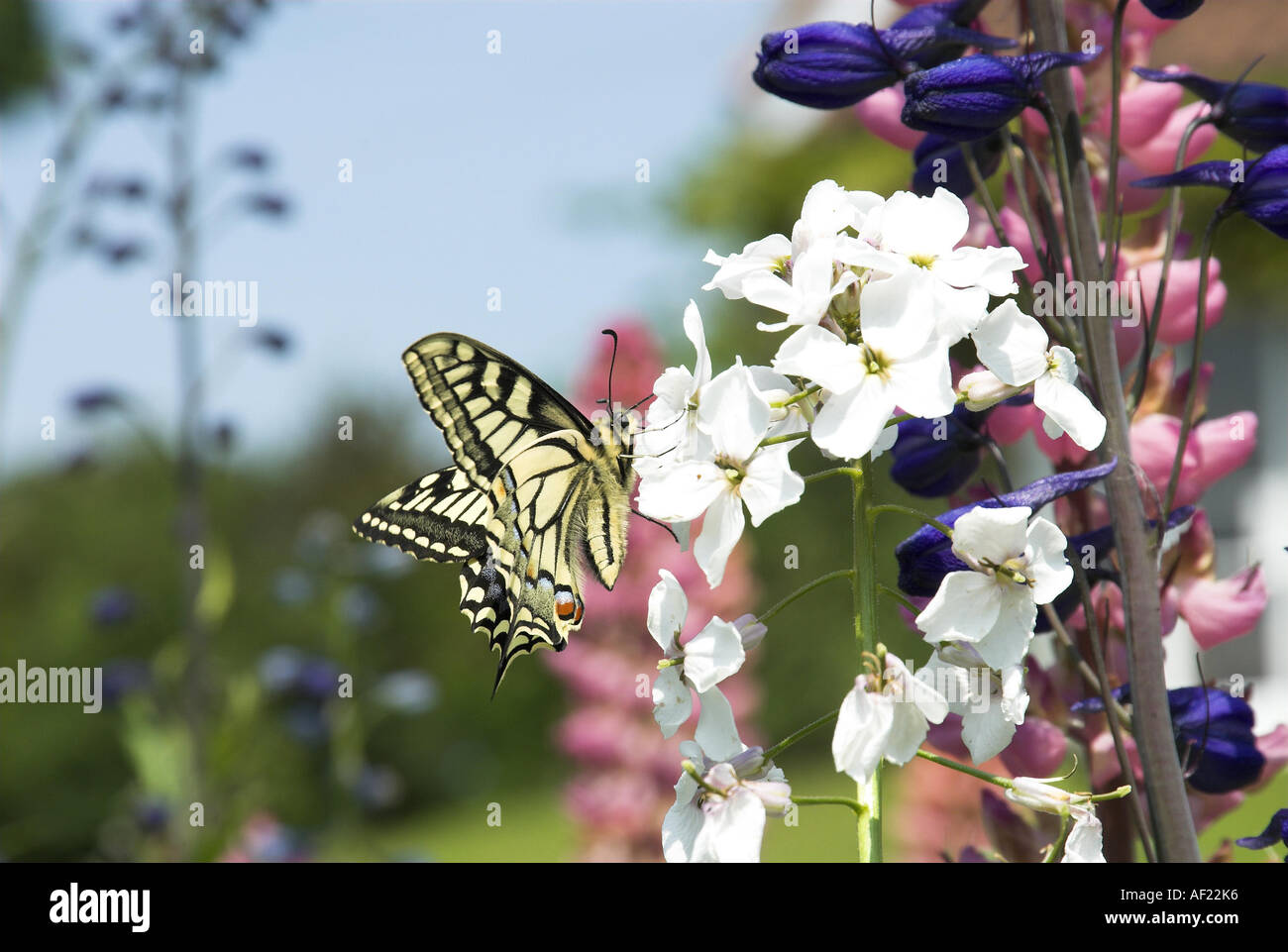 Swallowtail butterfly Papilio machaon Garden Butterfly, garden wildlife, Stock Photo