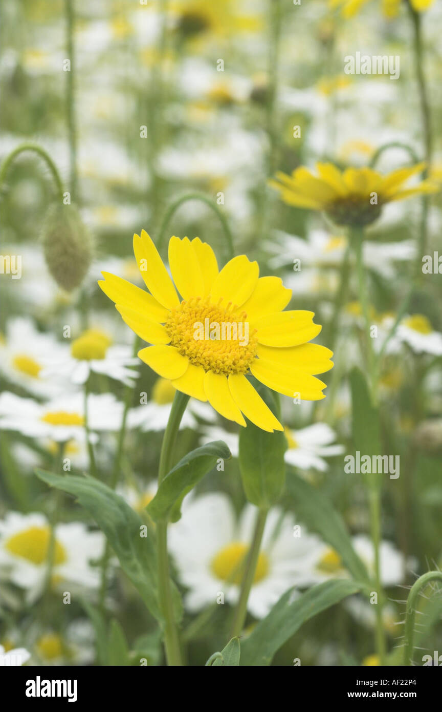 Wildflower habitat hi-res stock photography and images - Alamy