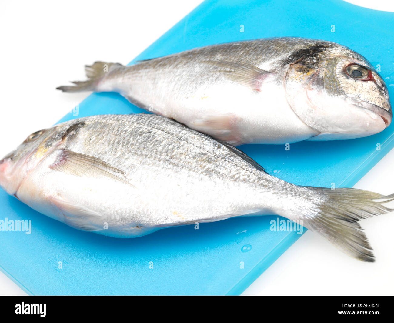Healthy Fresh Uncooked Whole Sea Bream Fish With No People Stock Photo