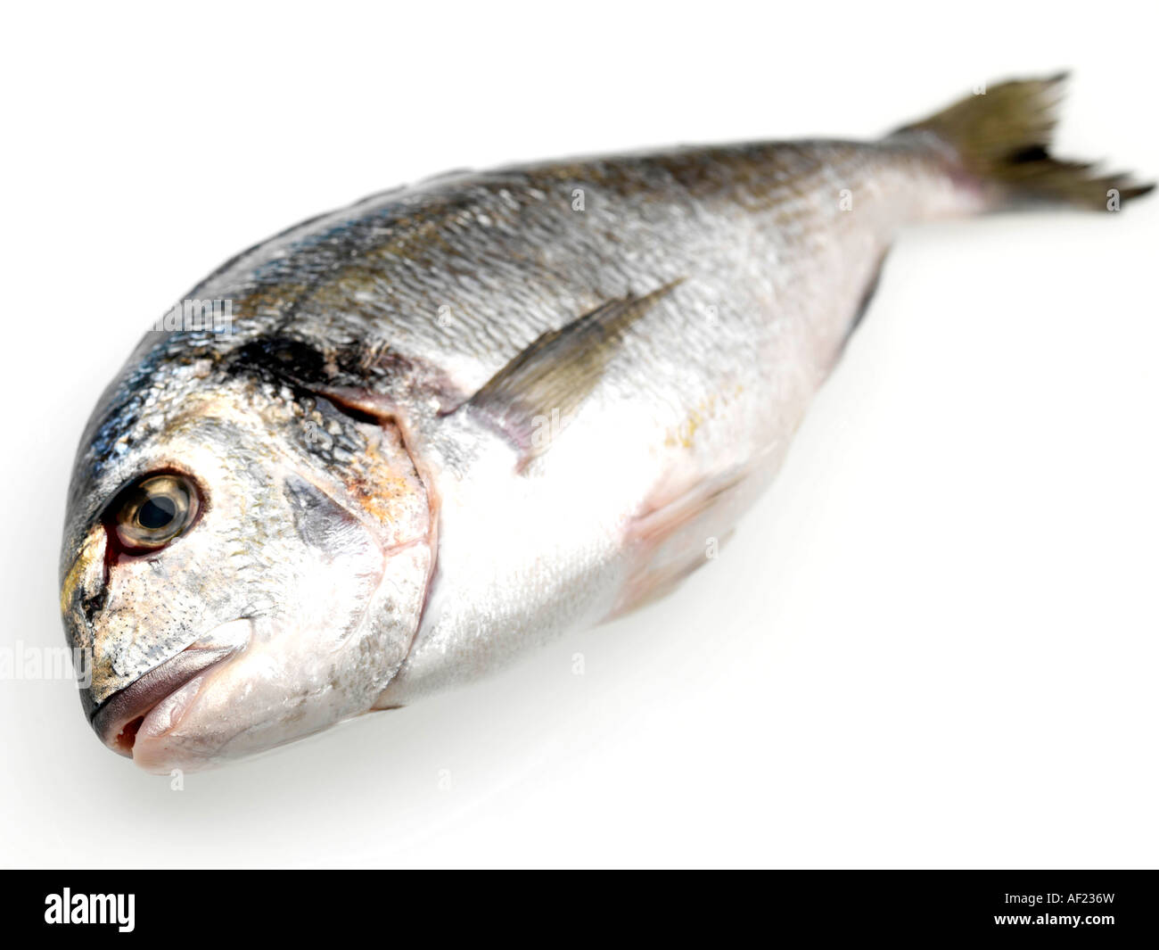 Healthy Fresh Uncooked Whole Sea Bream Fish With No People Stock Photo