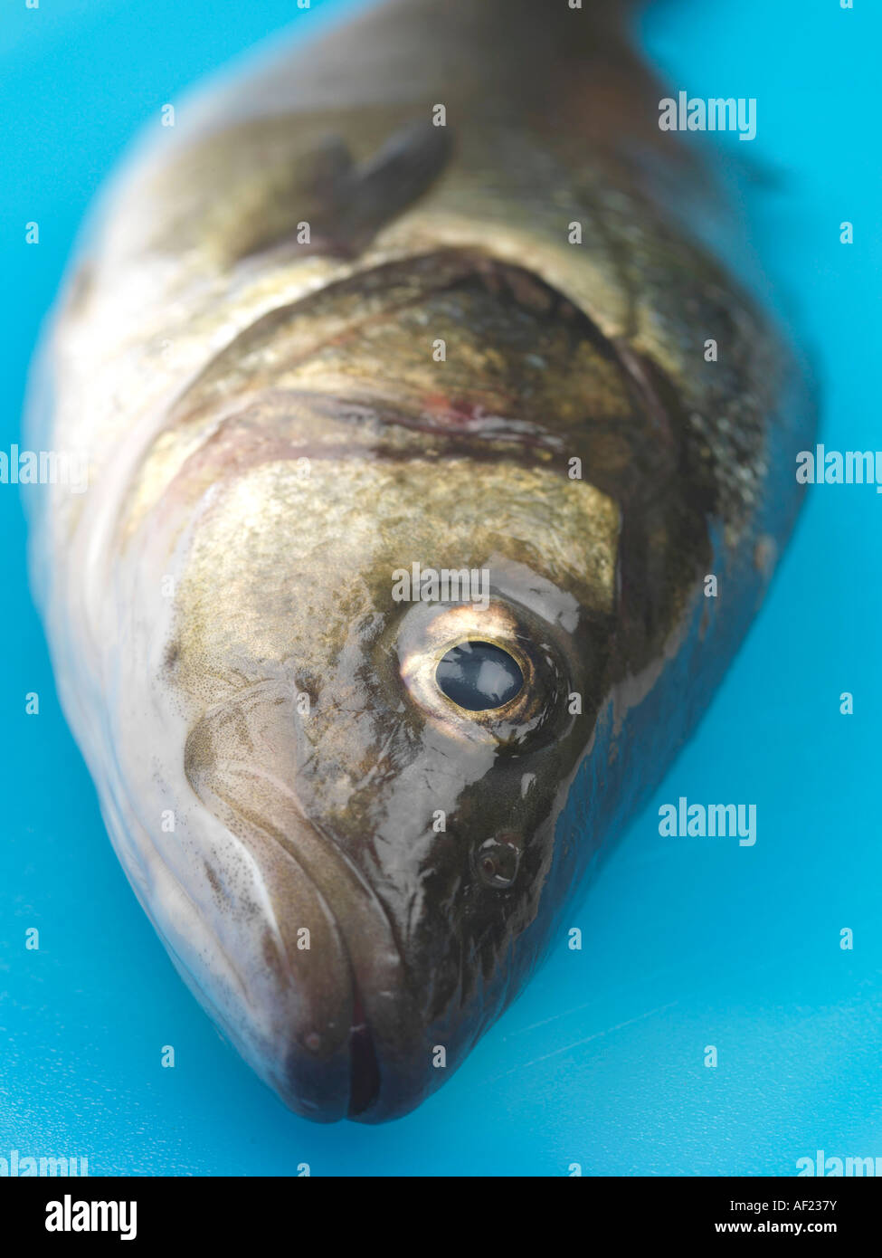 Sea bass seabass greek fresh fish seafood whole healthy food hires