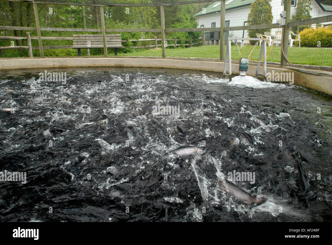 Cold Spring Harbor Fish Hatchery on Long Island Trout are