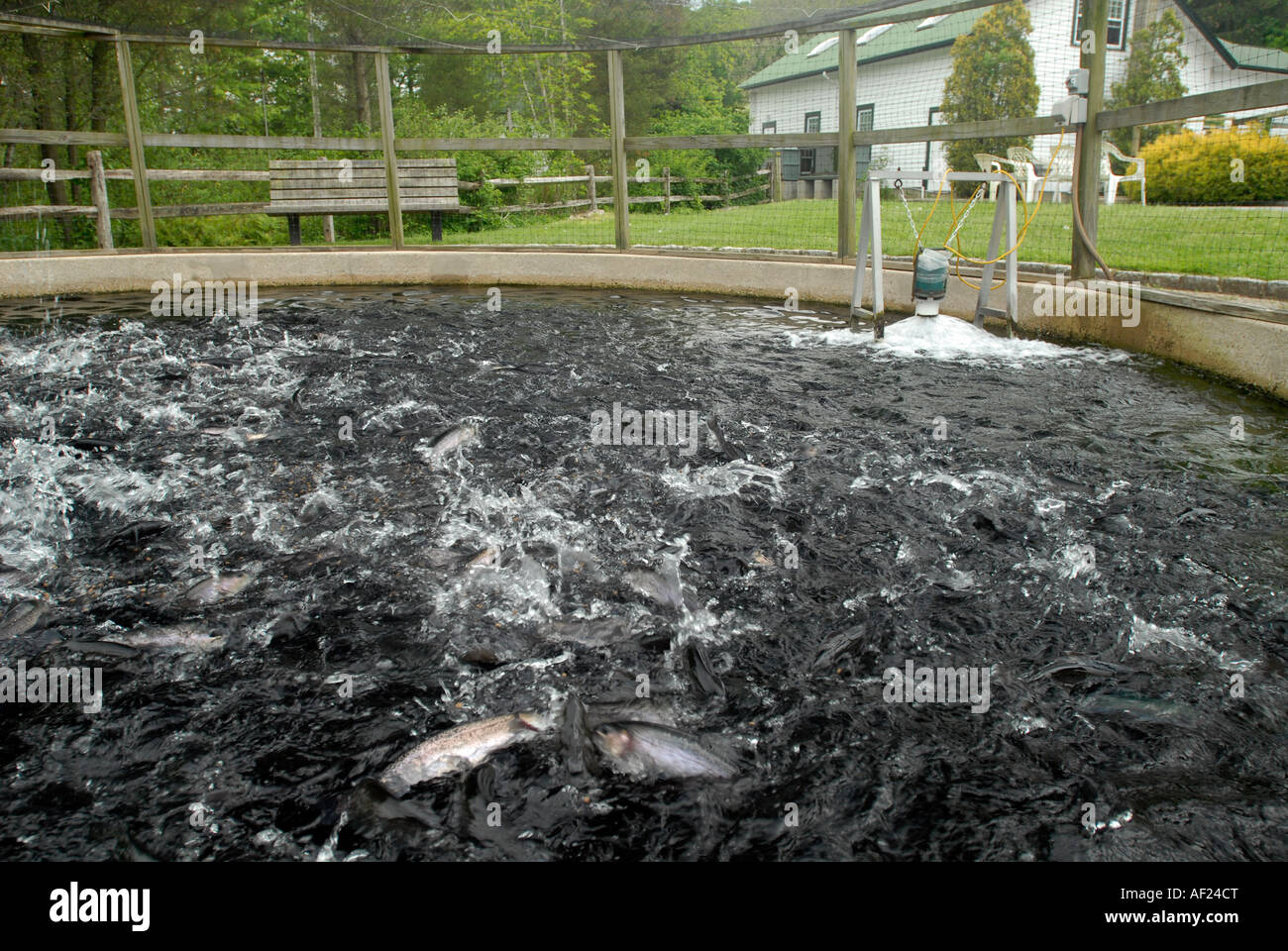 Cold Spring Harbor Fish Hatchery on Long Island Trout are raised in pools pens Stock Photo Alamy