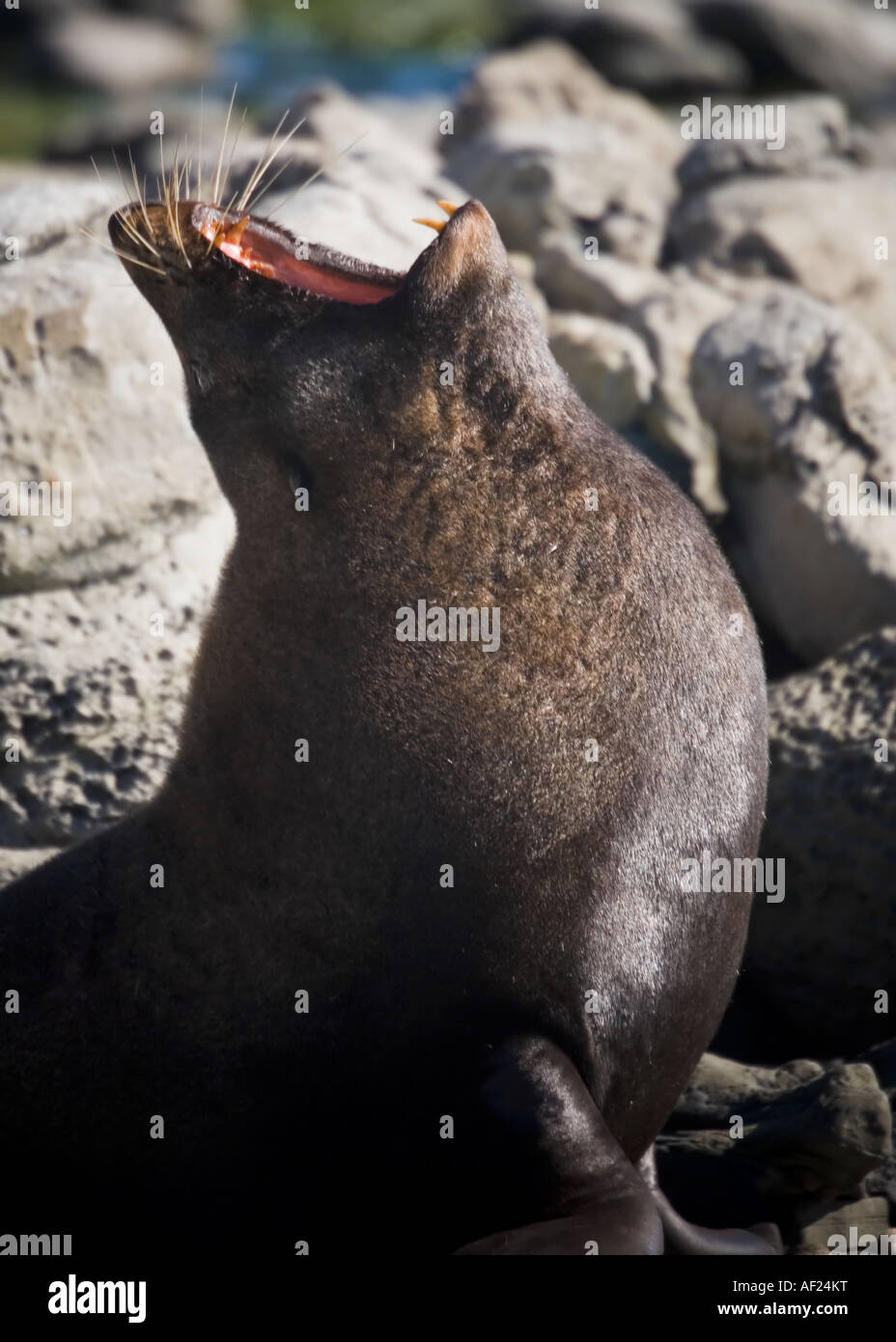 A brown fur seal yawning, surrounded by rocks on a sunny day, New Zealand Stock Photo