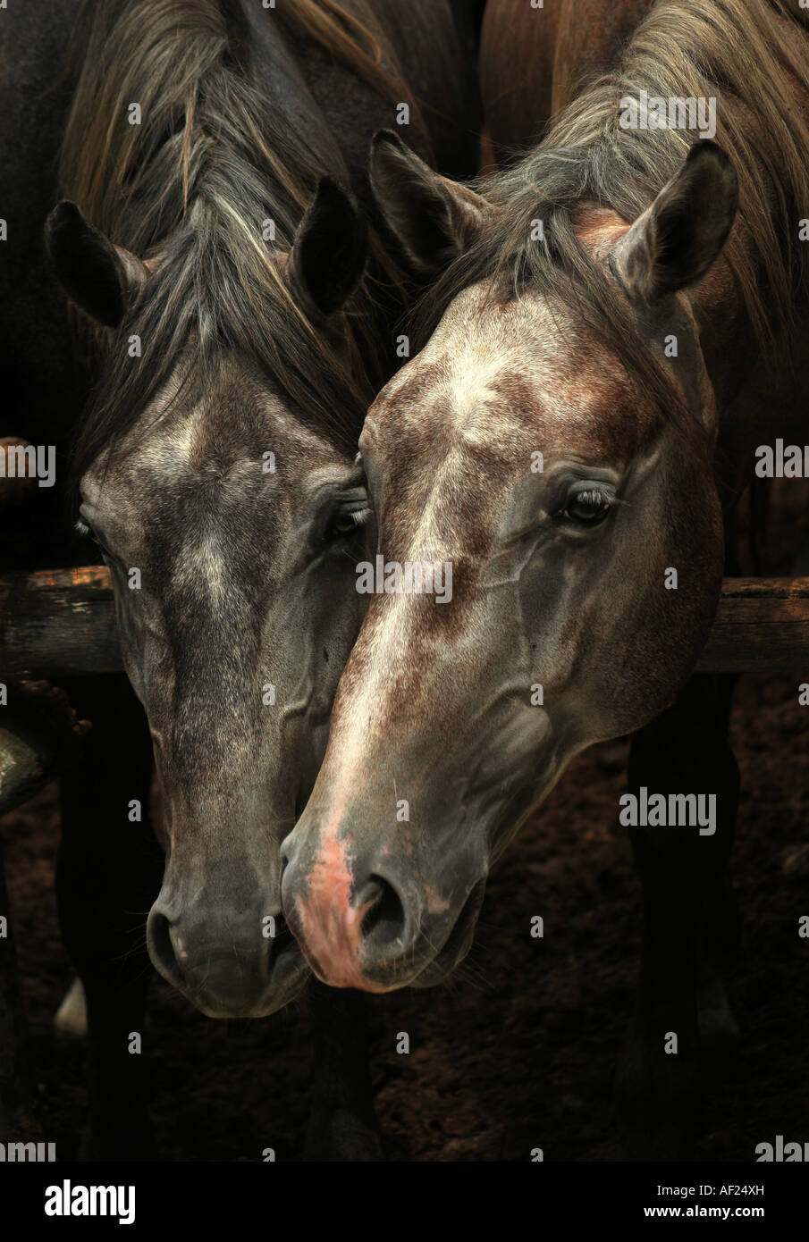 Two arabian horses fighting hi-res stock photography and images - Alamy