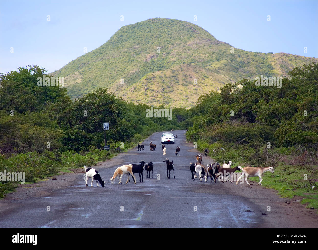 Undeveloped NE coastline of St Kitts in the Caribbean with wild goats and sheep on the road Take care how you drive! Stock Photo