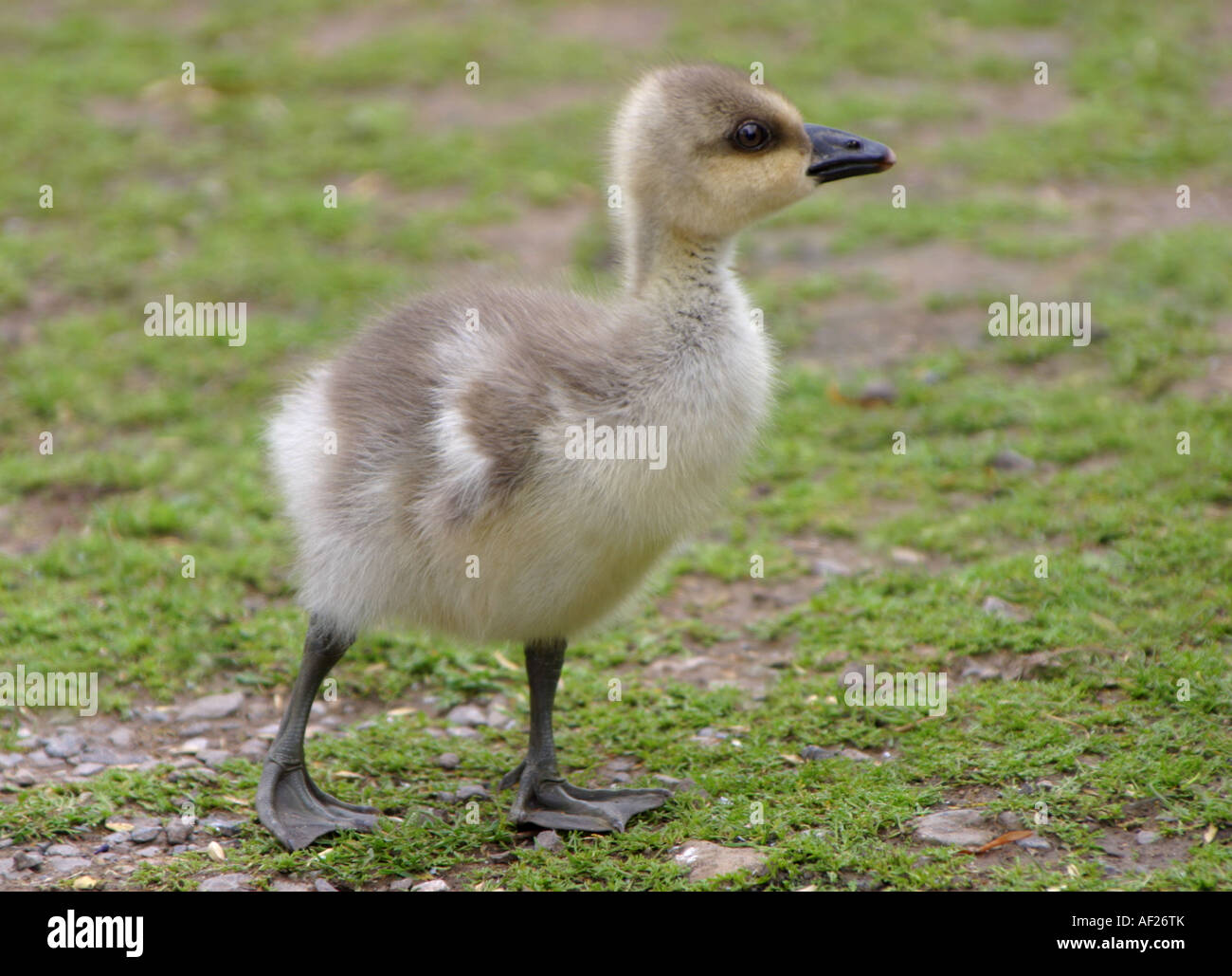 Gosling bird hi-res stock photography and images - Alamy
