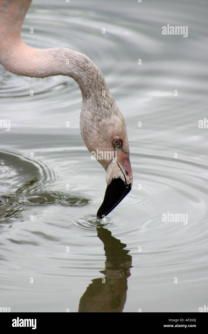 James' flamingo Stock Photo