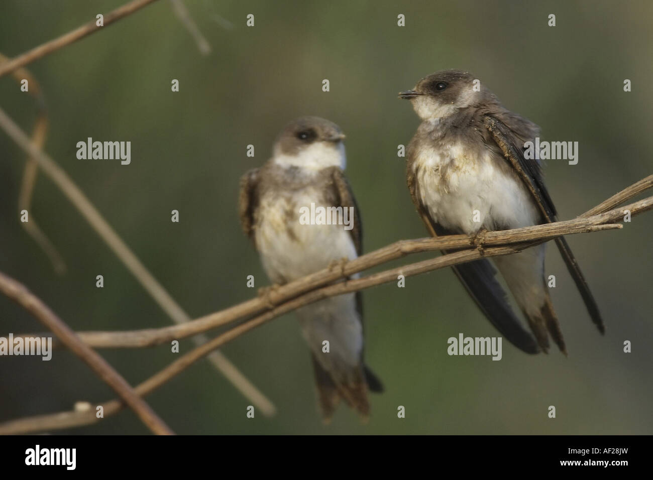 Large group of swallows hi-res stock photography and images - Alamy