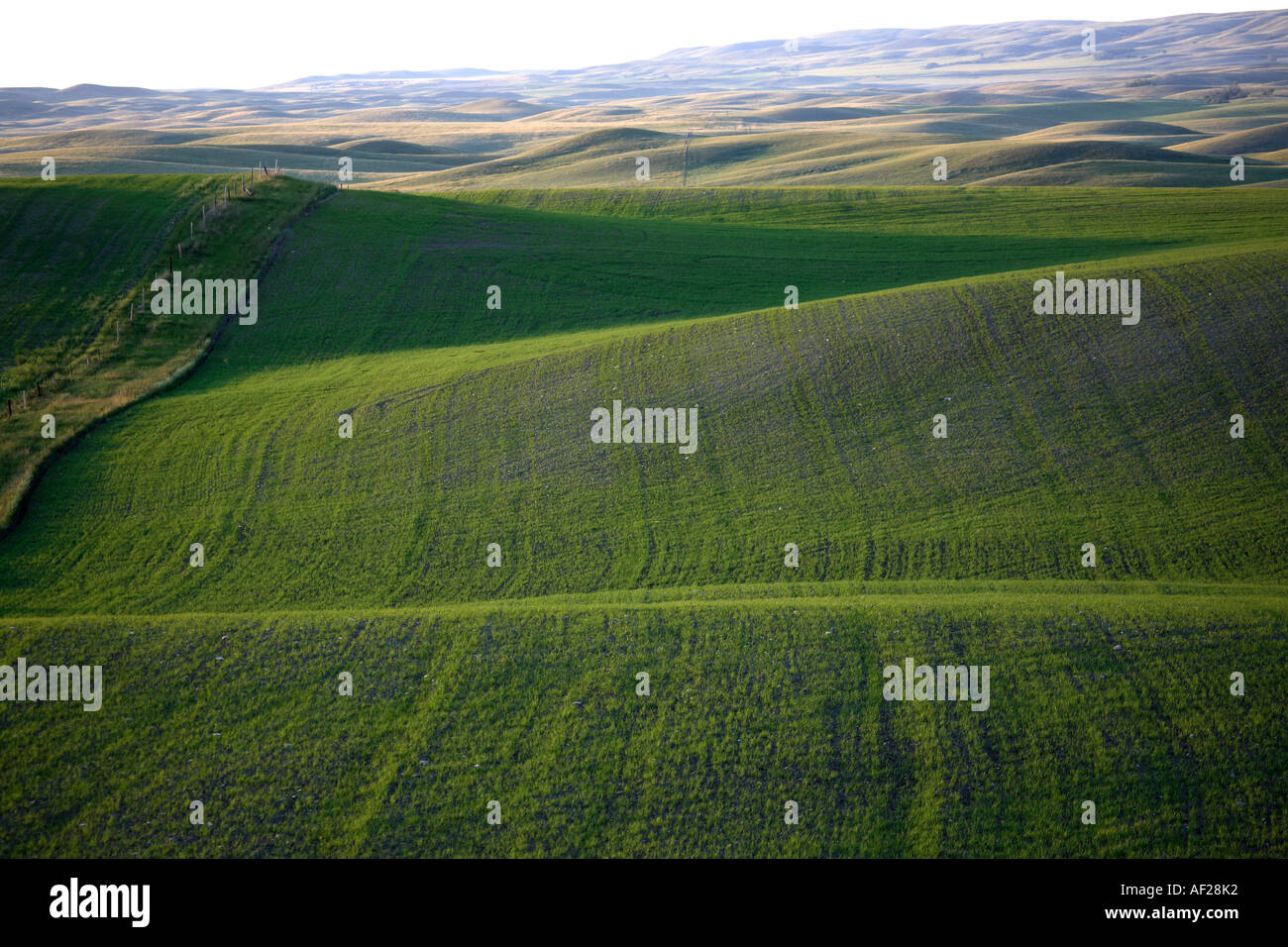 Crops growing in the Missouri Coteau in scenic Saskatchewan Canada