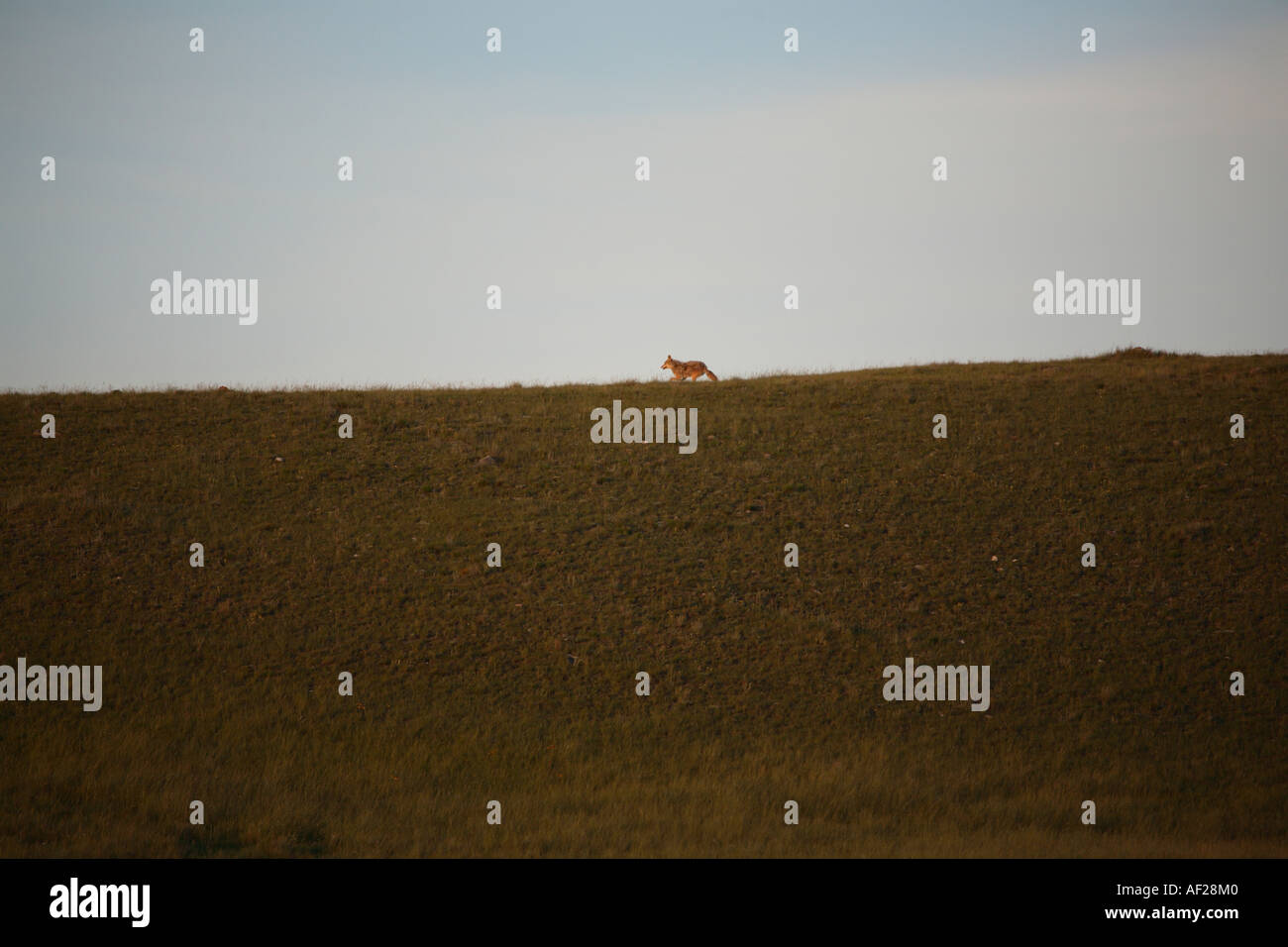 Red Fox running along a ridge in scenic Saskatchewan Canada Stock Photo ...
