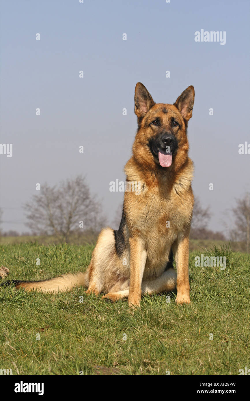 German Shepherd Dog (Canis lupus f. familiaris), sitting in a meadow Stock Photo