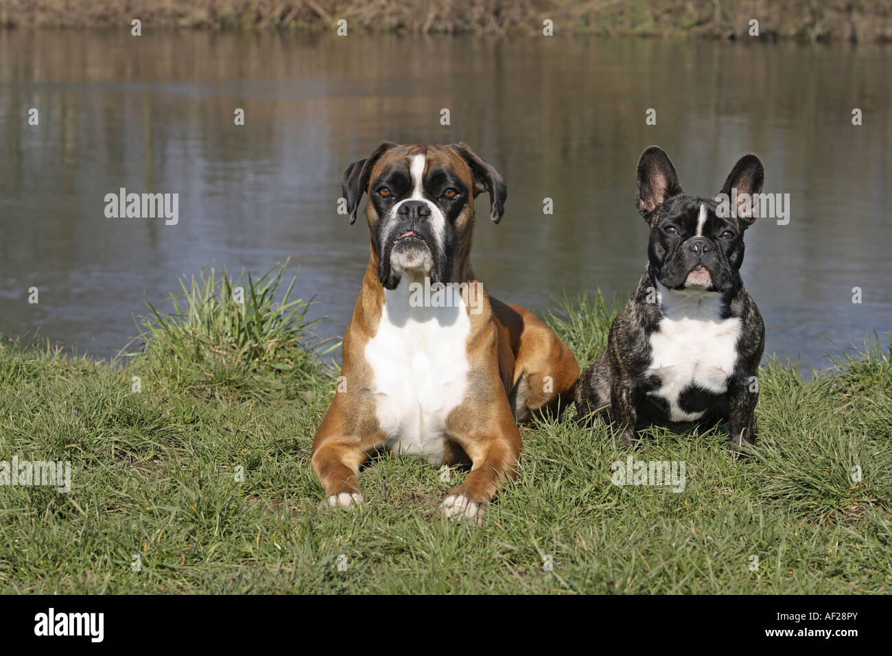 French boxer dog hi-res stock photography and images - Alamy