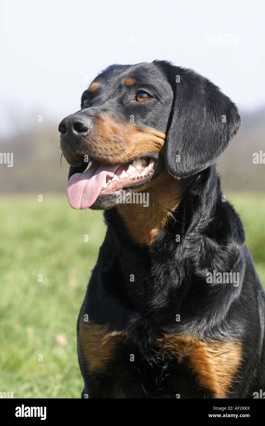 Slovakian Hound Canis lupus f. familiaris portrait Stock Photo