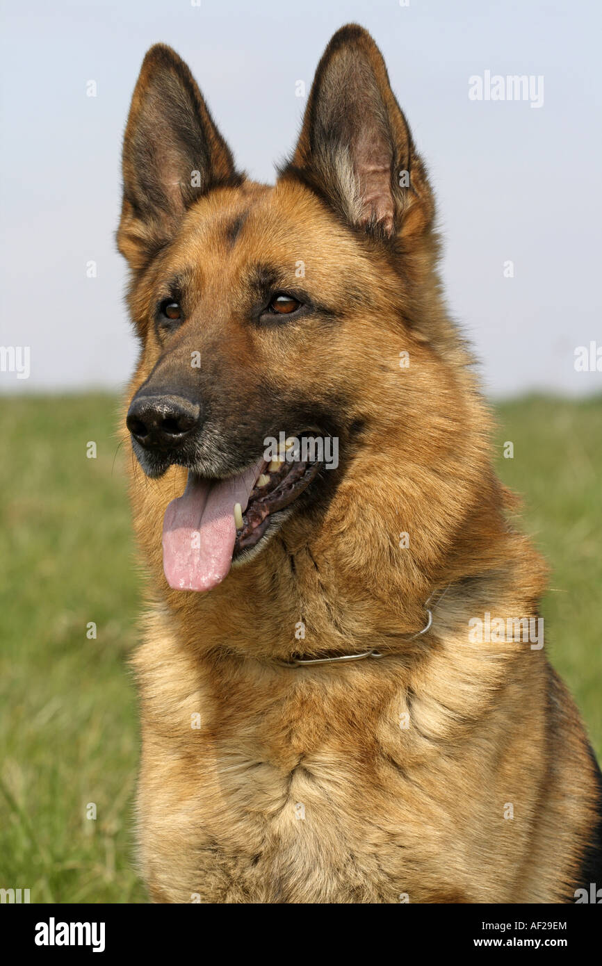 German Shepherd Dog (Canis lupus f. familiaris), portrait Stock Photo