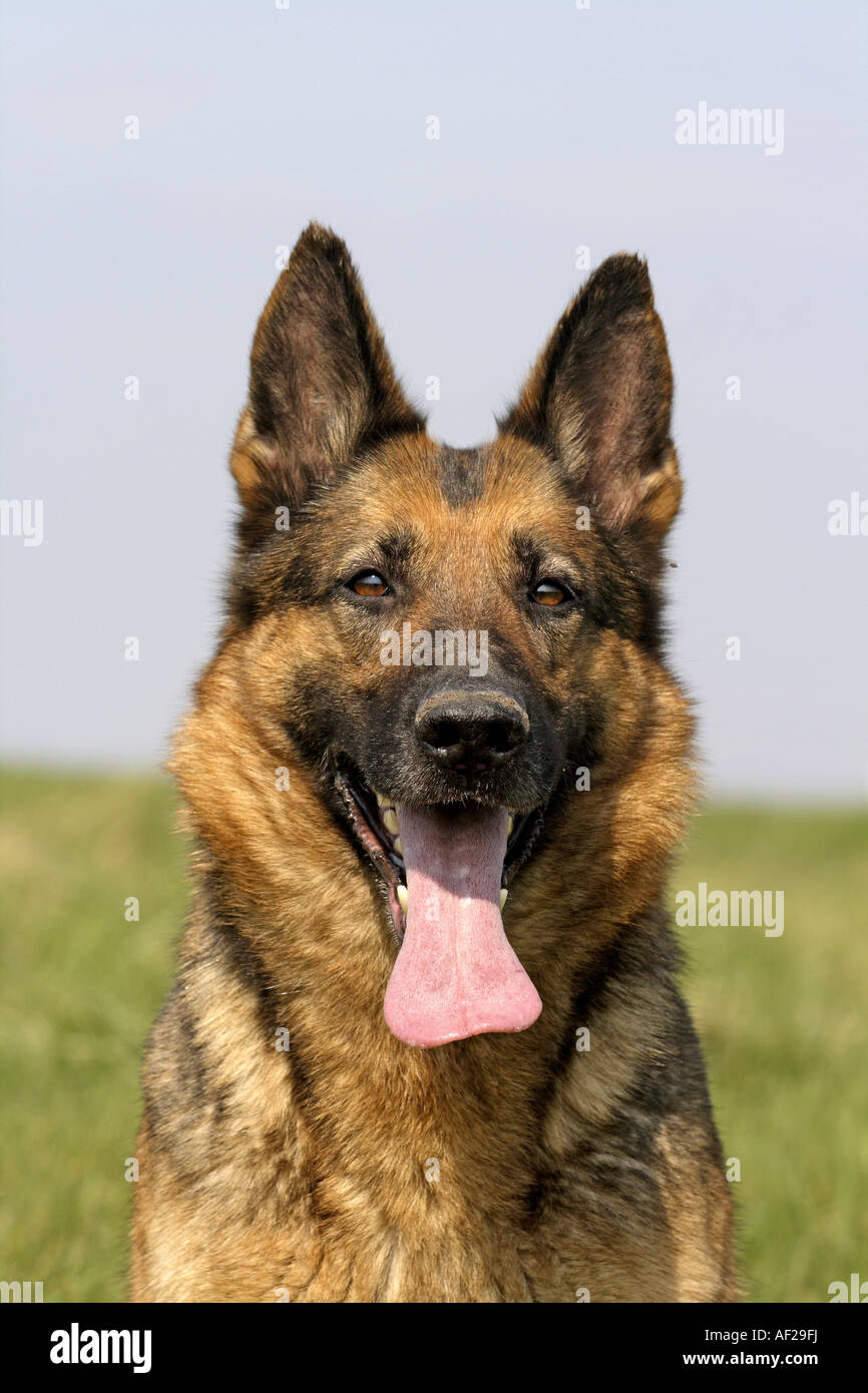 German Shepherd Dog (Canis lupus f. familiaris), portrait Stock Photo
