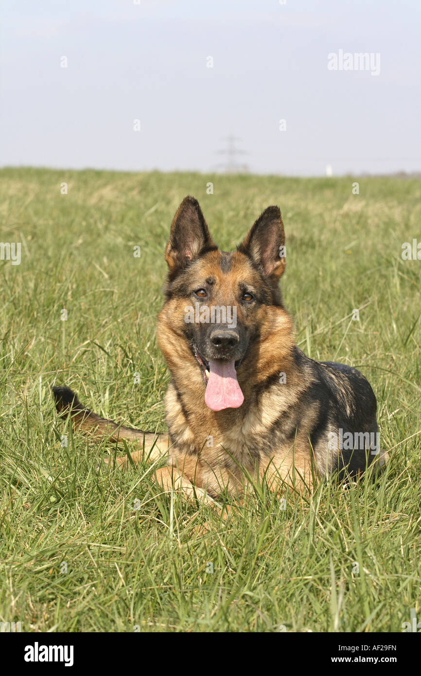 German Shepherd Dog (Canis lupus f. familiaris), lying in a meadow Stock Photo