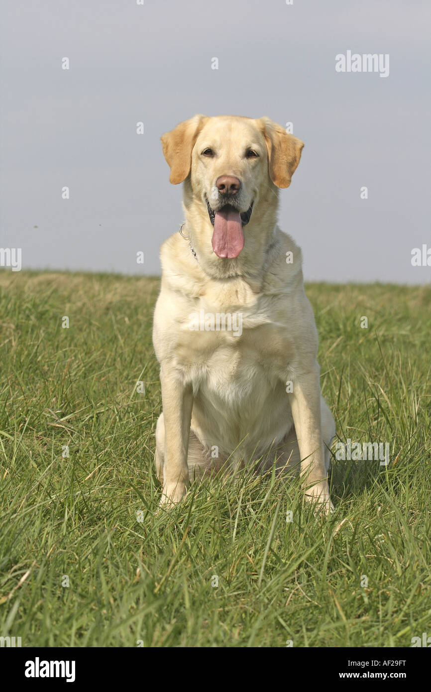 Labrador Retriever (Canis lupus f. familiaris), sitting in a meadow ...