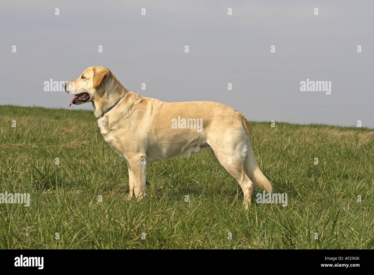 Labrador Retriever (Canis lupus f. familiaris), standing in a meadow ...