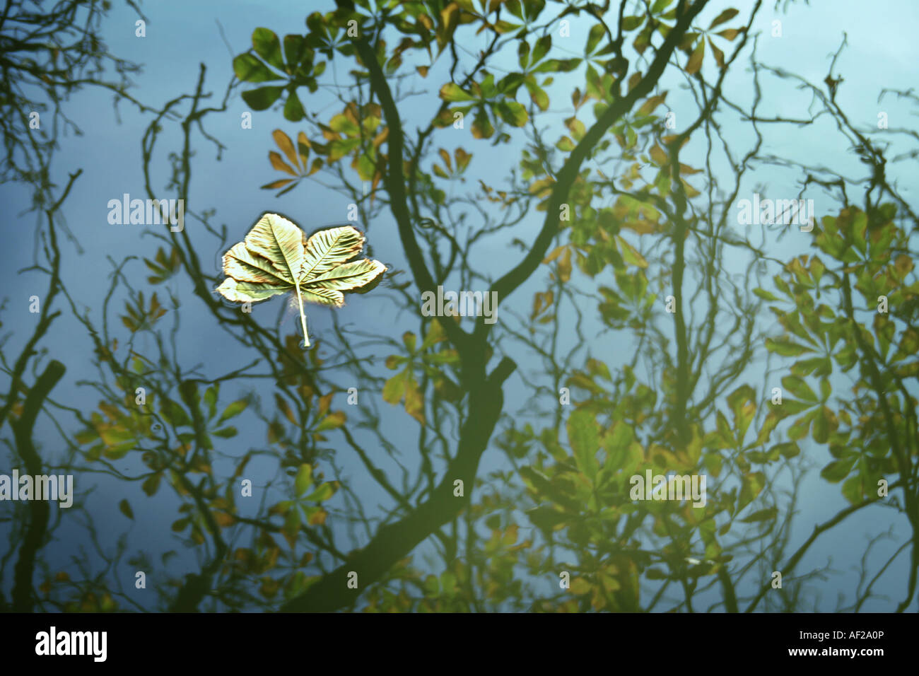 fallen leaf floating down the river Stock Photo - Alamy