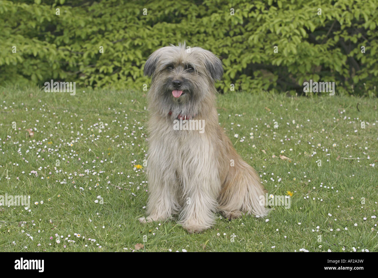 pyrenean sheepdog long haired