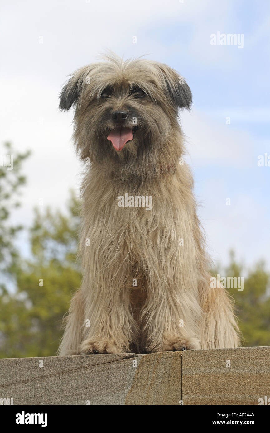 pyrenean sheepdog long haired